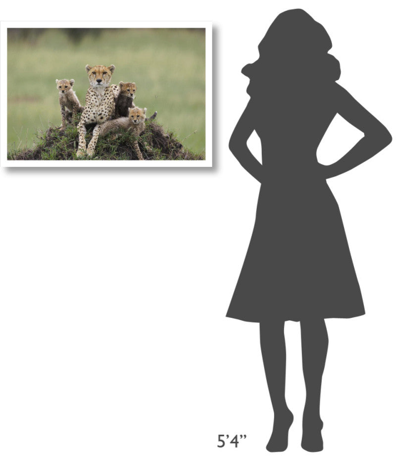"Cheetah mother and 8-9 week old cubs, Maasai Mara Reserve" Paper Art, 32"x22"