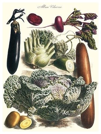 Vegetables; Cucumber, Cabbage, Eggplant, Potato, and Beet- Canvas Poster
