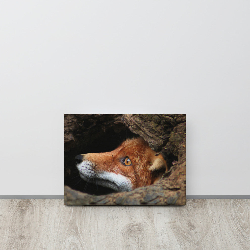 Red Fox Face in Stump Animal Wildlife Nature Photograph Canvas Wall Art Prints, 12" X 16"