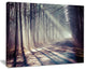 "Morning Sunbeams to Forest Road" Landscape Photo Wall Art, 20"x12"