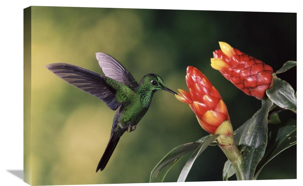 "Green-Crowned Brilliant Hummingbird, Costa Rica" Artwork