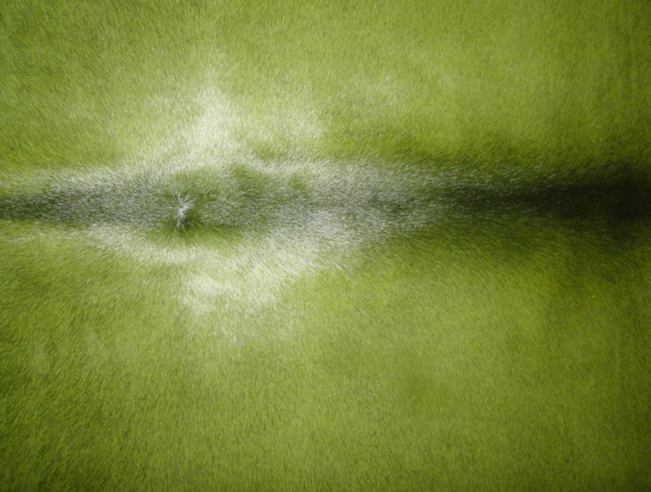 Pergamino Cowhide Rug, Green