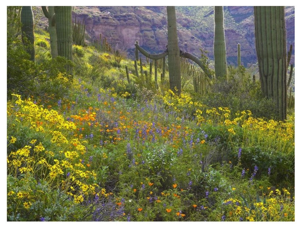 "Saguaro amid flowering Lupine, Organ Pipe Cactus Monument" Paper Art, 42"x32"