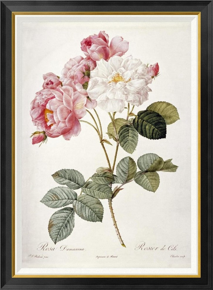 "Damask Rose" Framed Canvas Giclee by Pierre Joseph Redoute, 31x42"