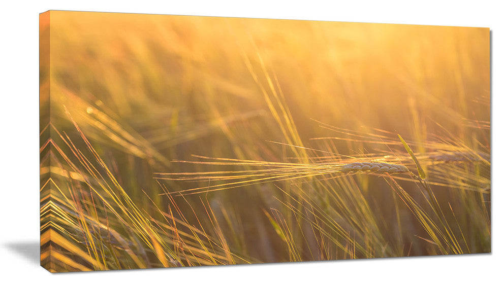 Wheat Field Close up at Sunset, Large Landscape Canvas Art, 32"x16"
