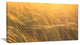 Wheat Field Close up at Sunset, Large Landscape Canvas Art, 32"x16"