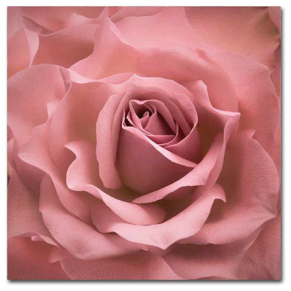 Cora Niele 'Misty Rose Pink Rose' Canvas Art
