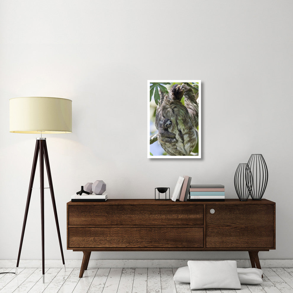 "Brown-throated Sloth mother, baby, Aviarios Sloth Sanctuary" Paper Art, 22"x32"