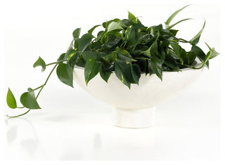 Pressler Outdoor Planter, Set 2-Plaster