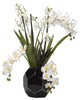 Cream Vanda and Dendrobium Orchids in Black Glass Bowl