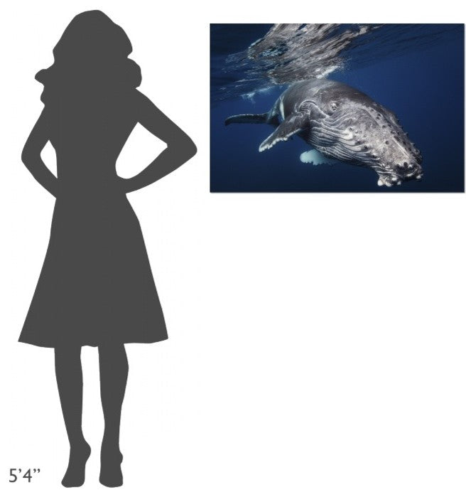 "Humpback Whale" Stretched Canvas Giclee by Barathieu Gabriel, 36x24"