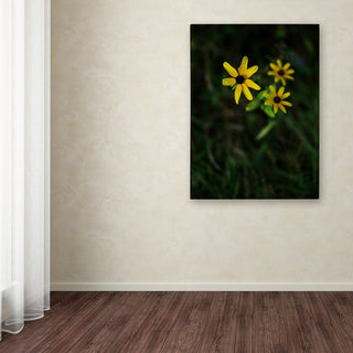 Kurt Shaffer 'Brown-Eyed Susan' Canvas Art, 24"x18"