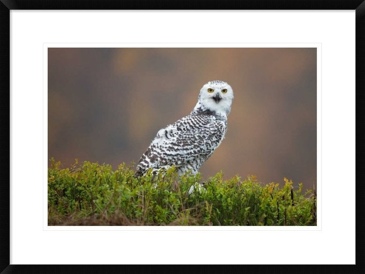 "Snowy Owl" Framed Digital Print by Milan Zygmunt, 30x22"