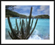 "Cactus growing along Trunk Bay,  Virgin Islands"  by Tim Fitzharris, 40x32"