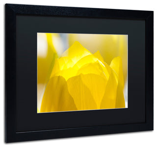 'Yellow Tulip' Matted Framed Canvas Art by Kurt Shaffer