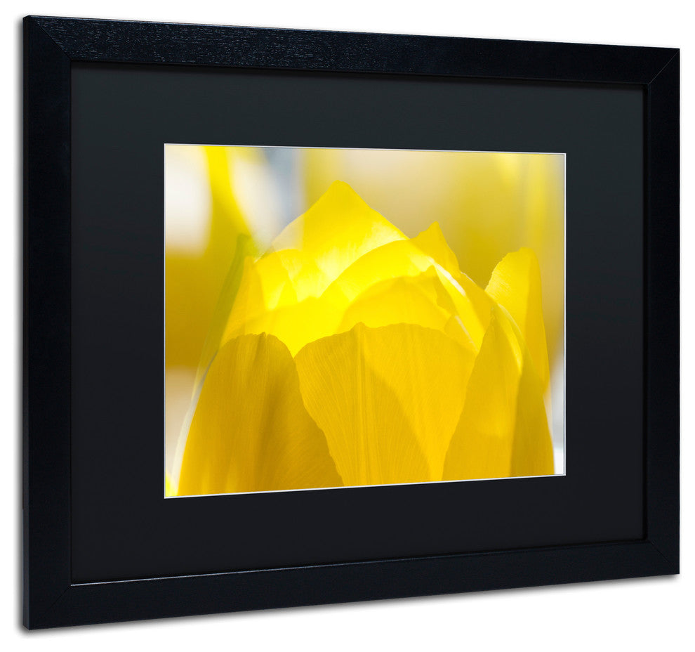 'Yellow Tulip' Matted Framed Canvas Art by Kurt Shaffer