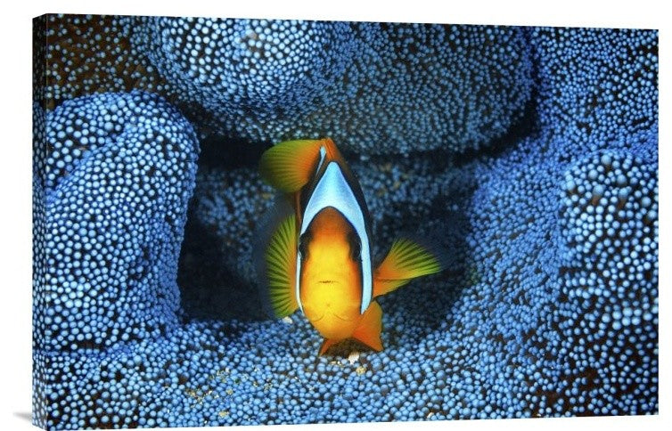 "Clownfish In Blue Anemone" Canvas Giclee by Barathieu Gabriel, 24"x16"