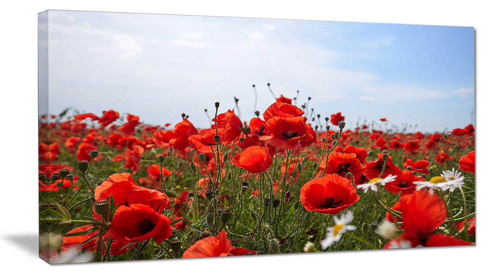 Red Poppies under Bright Blue Sky, Flower Artwork on Canvas, 32"x16"