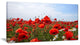 Red Poppies under Bright Blue Sky, Flower Artwork on Canvas, 32"x16"