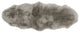 Classic Sheepskin Double Pelt 2'x5' Rug, Taupe