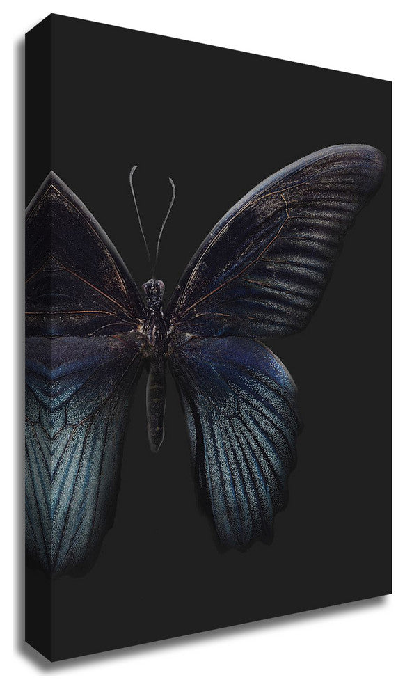 Black Butterfly on Grey by Design Fabrikken, Print on Canvas, 30" x 42"