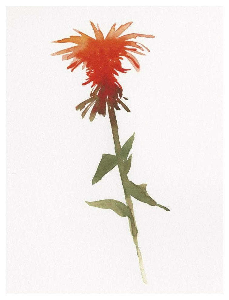 "Salmon Monarda II" Digital Paper Print by Shirley Novak, 20"x26"