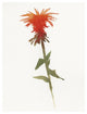 "Salmon Monarda II" Digital Paper Print by Shirley Novak, 20"x26"