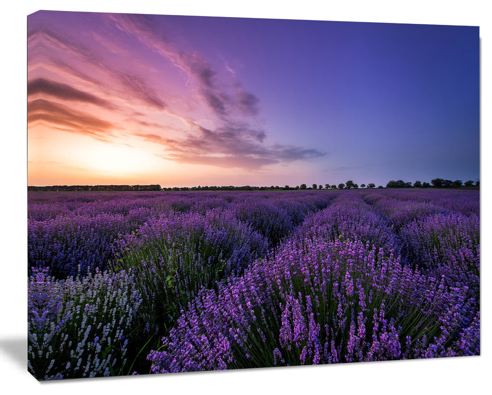 Beautiful Lavender Flowers At Sunset, Floral Canvas Art Print, 40"x30"