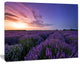 Beautiful Lavender Flowers At Sunset, Floral Canvas Art Print, 40"x30"