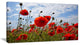 Bright Red Poppy Flowers Photo, Flower Artwork on Canvas, 32"x16"