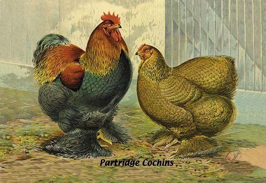 Partridge Cochins- Canvas Poster 20" x 30"