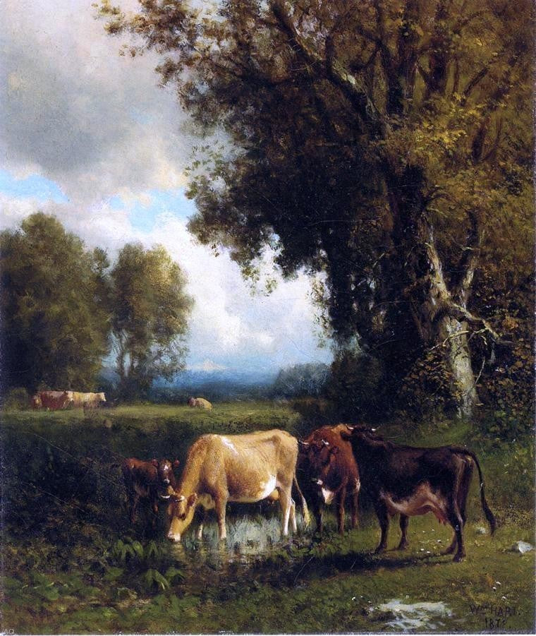 William M Hart Cows in the Meadow, 20"x25" Gallery Wrapped Canvas Print