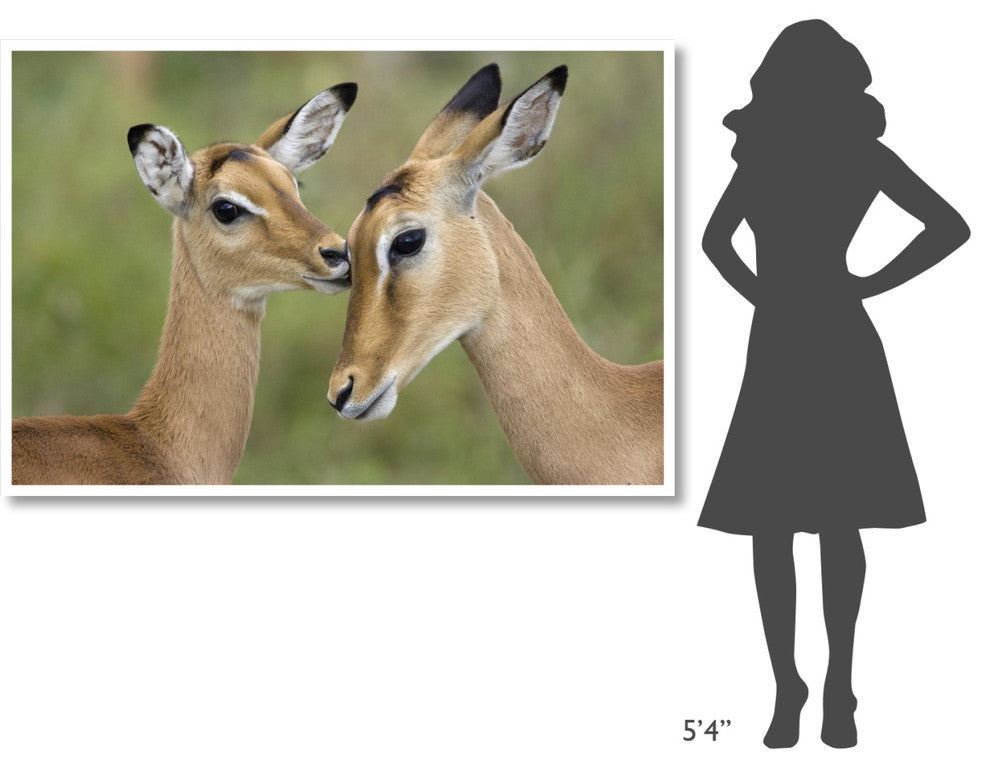 "Impala fawn grooming mother, Serengeti National Park" Paper Art, 62"x42"
