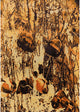 Ahgly Company Indoor Rectangle Mid-Century Modern Area Rugs, 2' x 4'