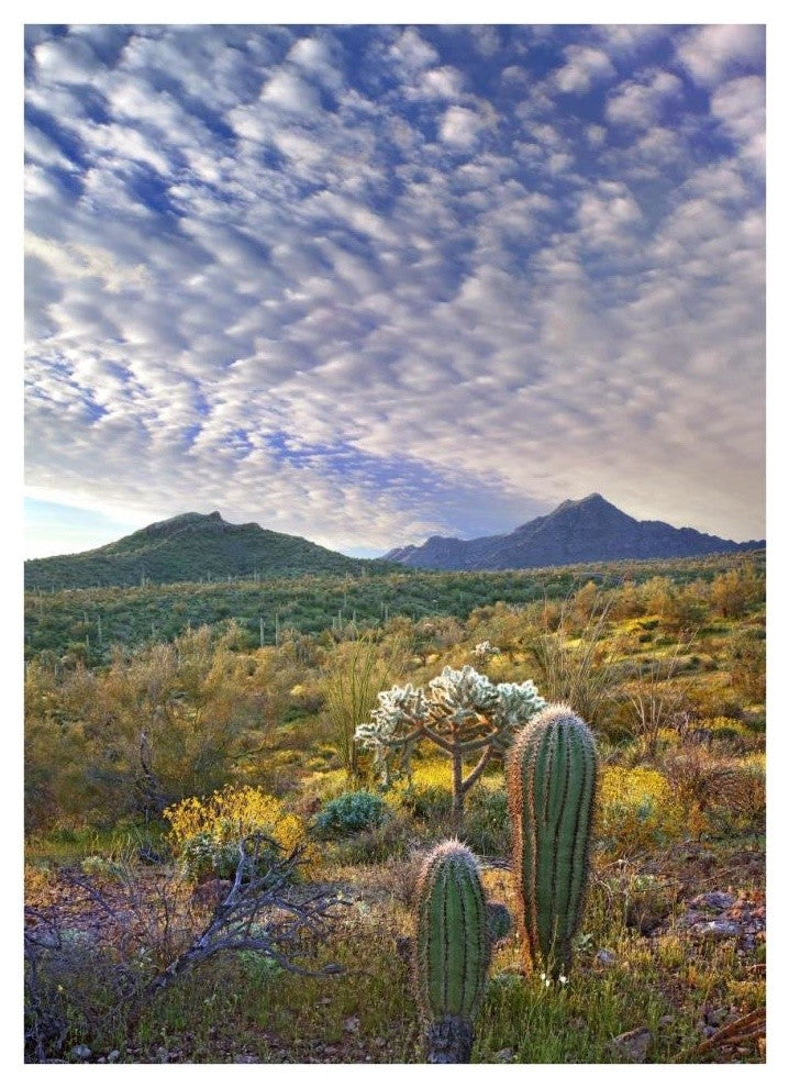 "Saguaro/Teddybear Cholla, Lupine/California Brittlebush" Paper Art, 27.56"x38"