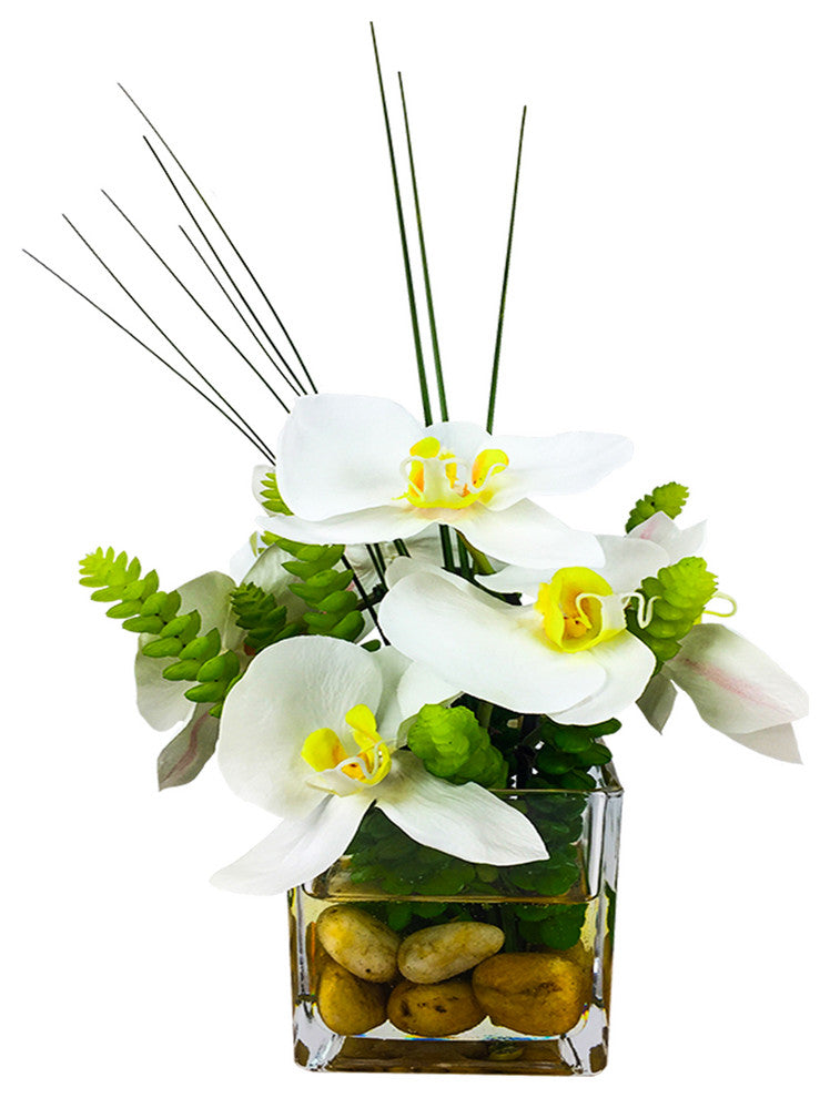 Phalaenopsis Orchid With Succulents in 4" Cube Vase, White
