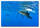 Ready2hangart Christopher Doherty Photography 'Sailfish' Canvas Wall Art