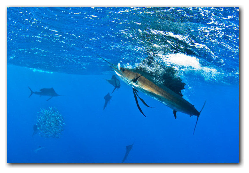 Ready2hangart Christopher Doherty Photography 'Sailfish' Canvas Wall Art
