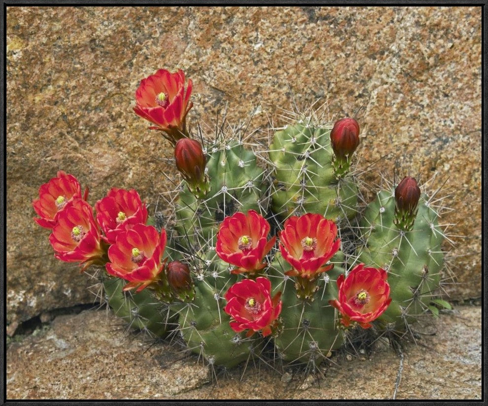 "Claret Cup Cactus flowering, Utah"  by Tim Fitzharris, 31x26"