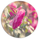 Beautiful Pink Rose Flowers, Modern Flower Disc Metal Artwork, 11"