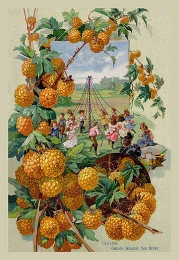 Childs Golden Japanese May Berry - Fine Art Giclee Print 24" x 36"