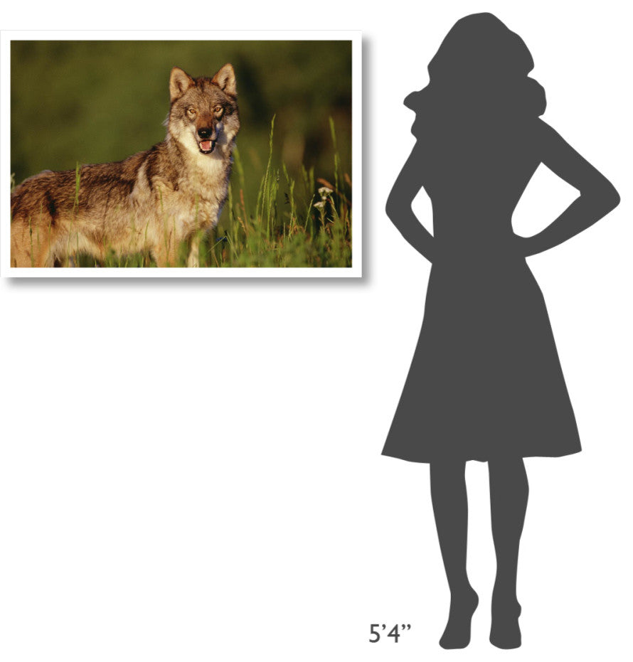 "Timber Wolf portrait, North America" Paper Print by Tim Fitzharris, 38"x26"