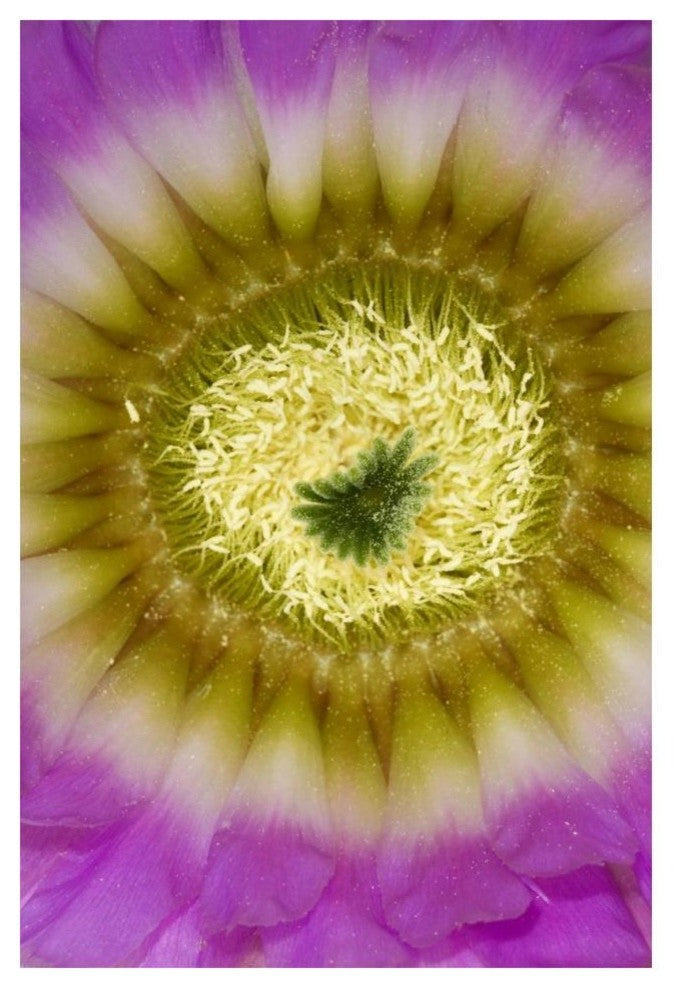"Lace Hedgehog Cactus flower, Red Corral Ranch" Paper Art, 14"x20"