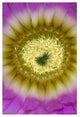 "Lace Hedgehog Cactus flower, Red Corral Ranch" Paper Art, 14"x20"