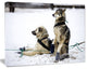 Large Sled Dogs Relaxing, Oversized Animal Wall Art, 40"x30"