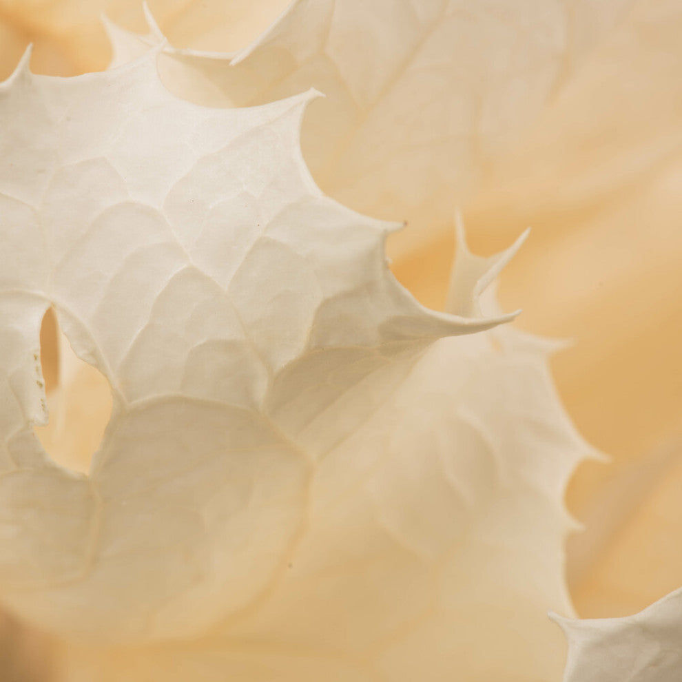 Vickerman 8" Queen Flower Stem, Dried