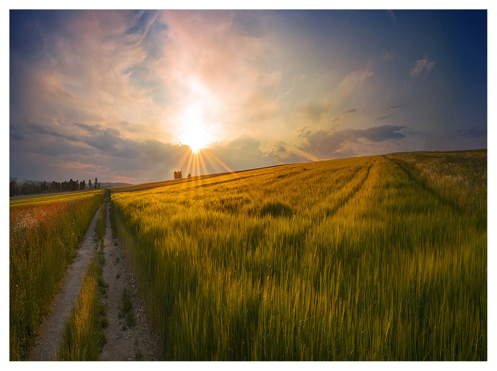 Sunset in Field of Grain Panorama, Landscape Canvas Art Print, 40"x30"