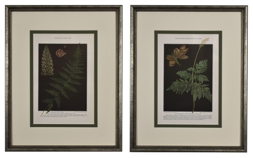 Original Vintage 1925 Botanical Fern Framed Prints, Set of 2