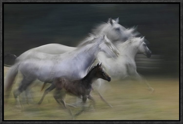 In Gallop, 18"x12"