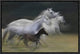 In Gallop, 18"x12"